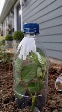 Amazing Gardening Trick:Grow Rose Cuttings in Potatoes Quickly#naturelovers#garden #lifeisbutadream
