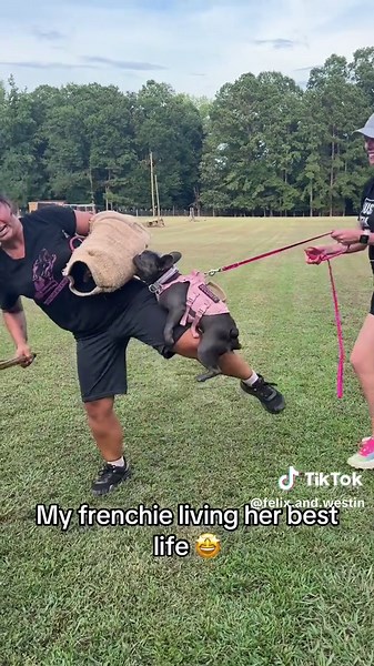French Bulldog Excels in Bite Work Training