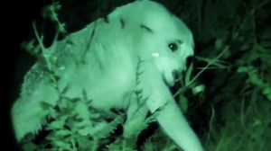 135K views · 675 reactions | Hybrid Creatures That Will Haunt Your Nightmares #Hybrid #mutant #crossbreed | Most Amazing Top 10 | Facebook