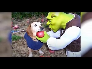 dog apple ai compilation core funny