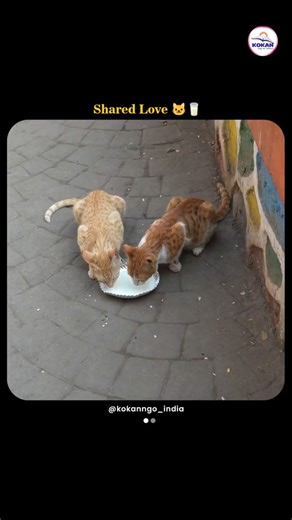 Girl Feeds Hungry Street Cats Milk | Heartwarming Animal Moment #shorts #catshorts