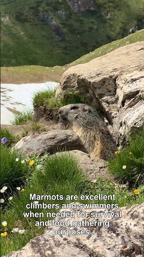 Facts About the Marmot #Shorts