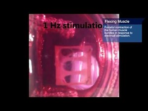 The First Lab-Grown Muscles That Behave Just Like Natural Ones