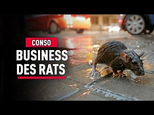 Rats en ville : un fléau devenu business – Reportage consommation - KM
