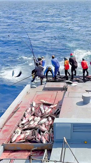 52K views · 793 reactions | In the Maldives, skipjack tuna is commonly caught using a method called pole-and-line fishing. Fishermen use a long pole with multiple hooks and bait to attract the tuna. This method is considered more sustainable compared to large-scale commercial fishing practices. | The life of a fisherman | Facebook