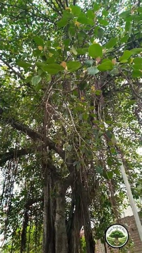 Beautiful Nature #nature #viral #shorts #rainyday