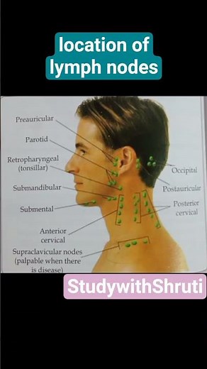 location of lymph nodes #views #anmnursing #medical #anatomy #nursingofficeronline #education