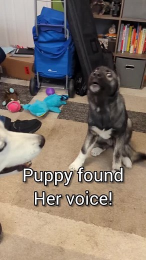 Husky Puppy's Discovery: Mastering the Art of Howling