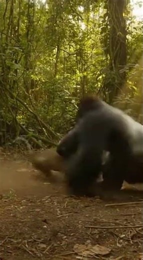 Epic Gorilla vs Leopard Showdown in the Wild! #Gorilla #shorts
