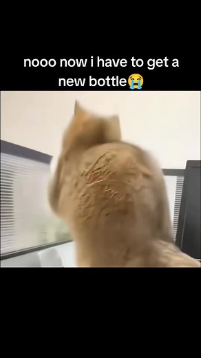 funnymoment Cat jump failed #tiktok #funnyvideos #usa #cats #foryou #funny | Funny moments | Facebook