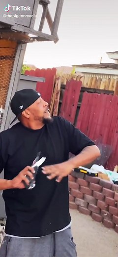 Birmingham Roller Pigeons: Racing Pigeon Hobby Explained