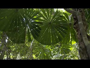 Queensland Fan Palm Gallery Walkthrough with Rainforest Rescue – Protected Daintree Rainforest