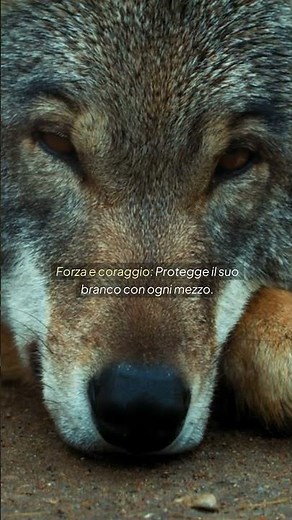 The Wolf: A Hero of Loyalty, Courage and Wild Strength | Discover His Untamed Spirit