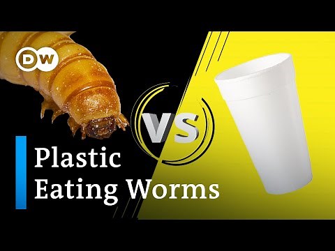 How worms could help solve plastic pollution