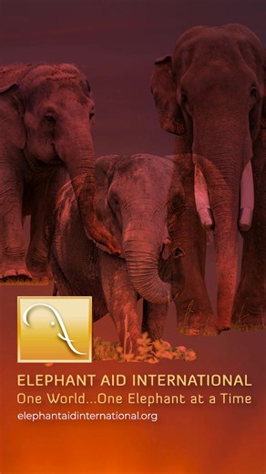 2.6K views · 198 reactions | St. Francis Wildlife Association recently released five barn owls at the Refuge after they were displaced from their home and given time to recover and develop. With their heart-shaped faces and nearly silent flight, barn owls are vital nighttime hunters, helping to keep rodent populations in balance. We’re grateful for our ongoing partnership with St. Francis, giving wildlife a safe place to thrive here at ERNA. | Elephant Aid International | Facebook