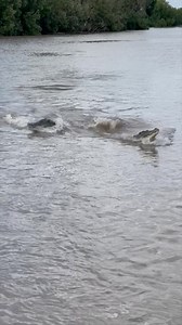 388K views · 1.3K reactions | “Here we go” 2 female Saltwater Crocodiles battling it out over the boys on the Adelaide River, Top End NT | Wildman Adventures | Facebook