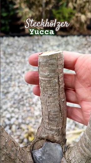 Yucca Palme Steckhölzer schneiden nach Frost Schaden