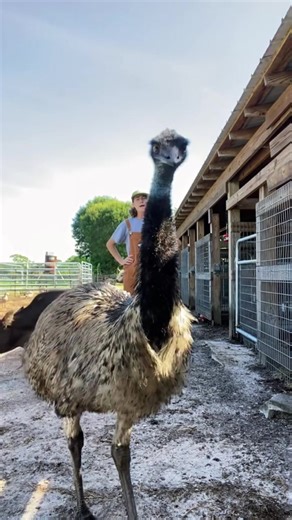 Hilarious Emu Moments That Will Make You Laugh