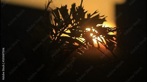 sunset in the field,sunset, sun, grass, nature, sky, sunrise, landscape, field, silhouette, plant, summer, evening, wheat, morning, yellow, sunlight, meadow, tree, dawn, light, water, red, orange,