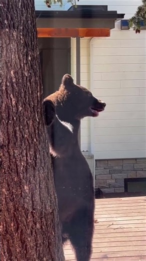 EBS report: Bear activity in Bozeman