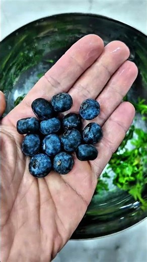 MS Dostu Narenciye & Yaban Mersinli Buharda Kereviz #ms #pratiktarifler