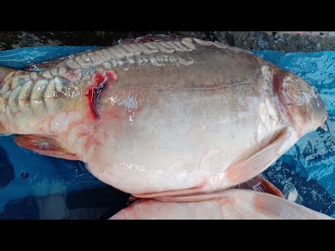 🔴 LIVE Fish Cutting Now! 🐟 Fresh Big Fish from Local Market #youtubeshorts #live