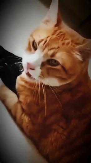 Scary Cat Caught on Camera 👀🐾 #cat #shorts #trinding