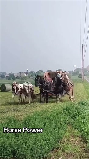 Amish baling hay with powerful horses