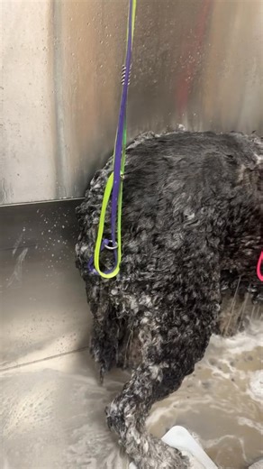 Big dog bit project bit bath | Tails Spa and Boutique | Facebook