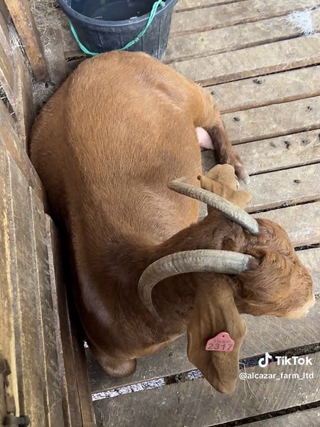 Fullblood Boer Goats: Essential Care and Breeding Tips