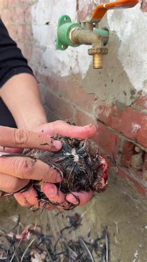 ‎تصوير حيوانات‎ on Instagram: "An Easy and Simple Way to Clean and Prepare Quail for Cooking"