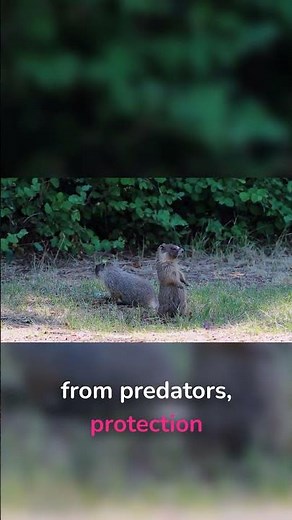 Stop Groundhogs by Removing Their Safe Zones #gardenprotection #humanecontrol #buckeyebloomstead