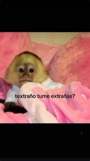 el ejemplo a seguir on Instagram