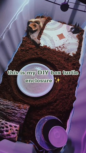 the little guy arrives in the morning 📦 stay tuned 🐢✨ #enclosure #turtle #help #fyp #tiktok #name #viral #DIY