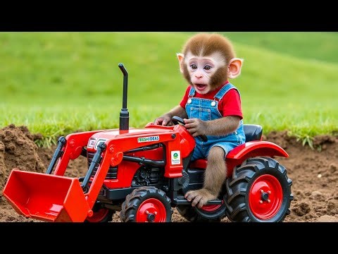 Monkey BoBo Surprises Everyone With His Tractor Skills - BoBo Monkey Life