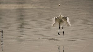 A great egret (Ardea alba), also known as the common egret, large egret, or (in the Old World) great white egret or great white heron dansing above shallow water - slow motion