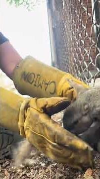 Proper rescue of squirrel stuck in fence in Montreal, Canada