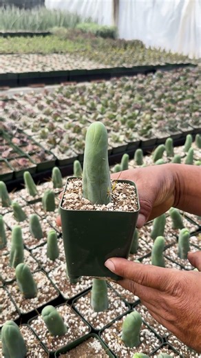 Wrong Answers Only: Name This Sus Cactus 🌵😂