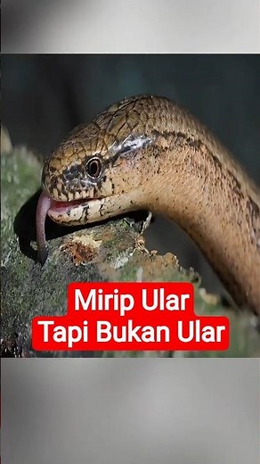 Looks Like a Snake But Isn't? And It Can Blink! 🐍#animalfacts #slowworm #shorts