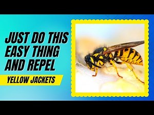 How To Repel Yellow Jackets Quickly??Super Fast Tricks