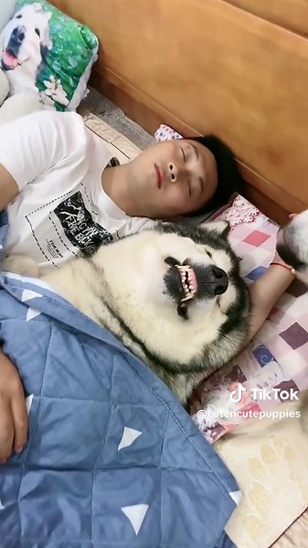 Sleep 💤 good with cuties 😻❤️🐶😍🐕🎉💤😴🛏🐕😻#lovepet #caringdog💝 #fyp #petfriendly #cutepuppies