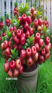 Boost Your Harvest with THESE Java Apple Planting Secrets! #farming #satisfying #JavaApple #gardening #bhfyp #nutrition #fruitlover #fruits #fitness #fruitgarden #shortsfeed #instagram #tree #fruittree #fruittrees #grafting #reelsvideo #shortsreels #shortsviral #garden #shortsvideo #satisfying #fruit #shots #reelsfb #fruitsalad #freshfruit #agriculture #trees | Plants Tree | Facebook