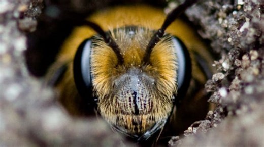 How this NJ tree is a vital lifeline in early spring | Opinion