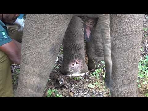 Heartwarming Rescue: Lone Elephant Begging for Help to Treat Infected Leg and Mouth Wounds