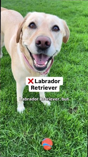 I'm not actually a Labrador Retriever...