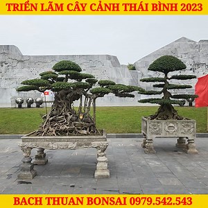 46K views · 1.2K reactions | Nhiều TP đẹp tại Quảng trường Hồ Chí Minh TP Thái bình - Triển lãm Thái bình 2023 YouTube Fanpage Bach thuan Bonsai #bachthuanbonsai #caycanhdep #bonsai | Bach Thuan Bonsai | Facebook