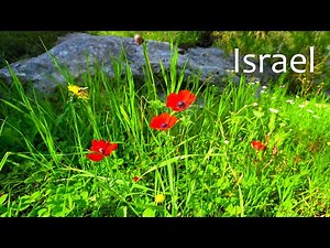 Spring Awakening in an Israeli Forest. Wildflowers in Full Bloom.