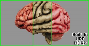 Human Brain with Cross Section | 3D Humanoids | Unity Asset Store