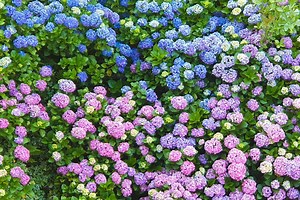 What Your Hydrangeas Can Tell You About Your Soil