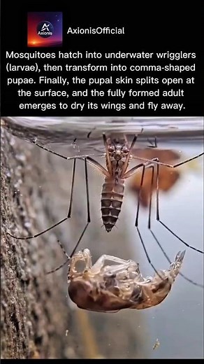 Mosquito Metamorphosis: From Water to Wings! 🌊🦟
